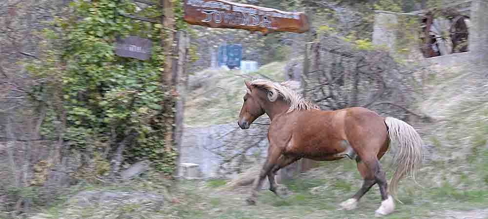 Cheval au galop dans un environnement naturel verdoyant, panneau en bois indiquant 'Towanda' en arrière-plan, ambiance sauvage et libre, photographie animalière en extérieur.