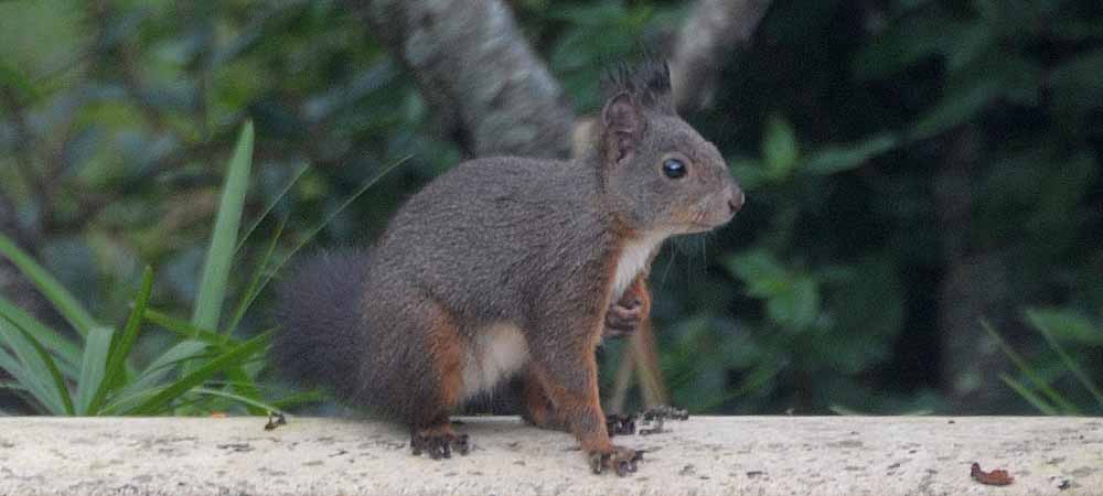 Écureuil roux en alerte dans un environnement naturel, avec une queue dressée et un regard attentif